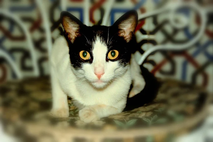 Gato blanco y negro en la clínica
