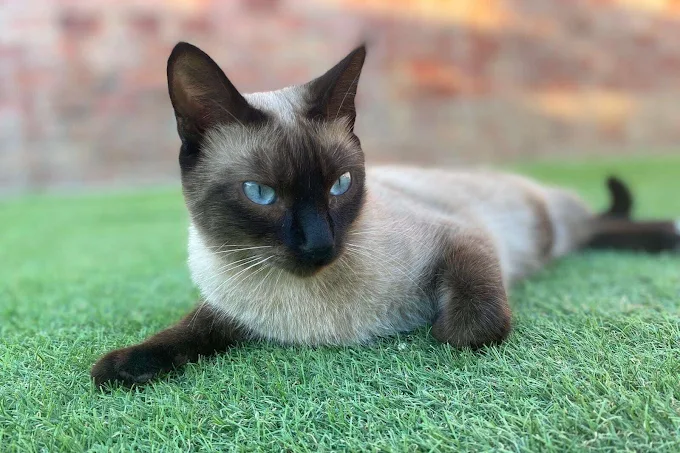 Gato siamés descansando sobre césped