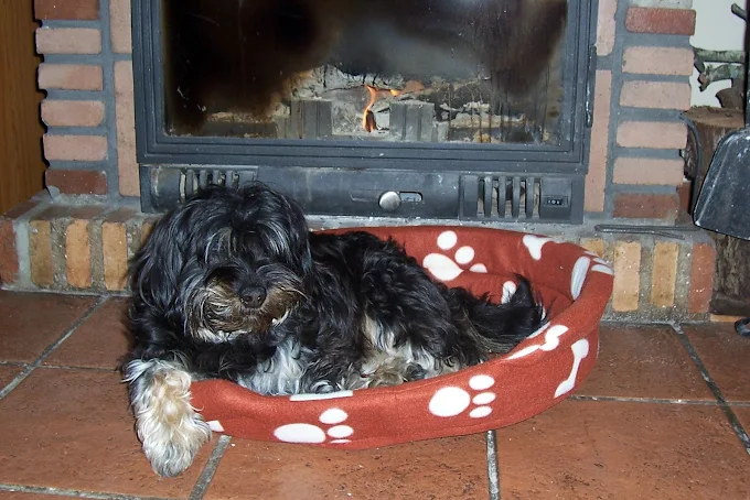 Perro descansando junto a una chimenea