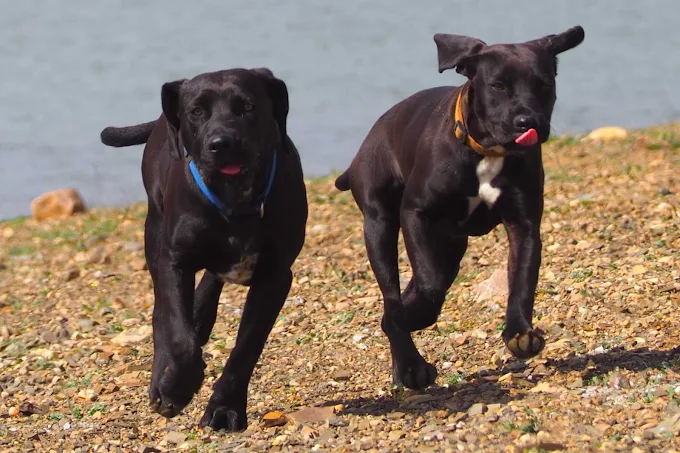 Dos perros corriendo al aire libre