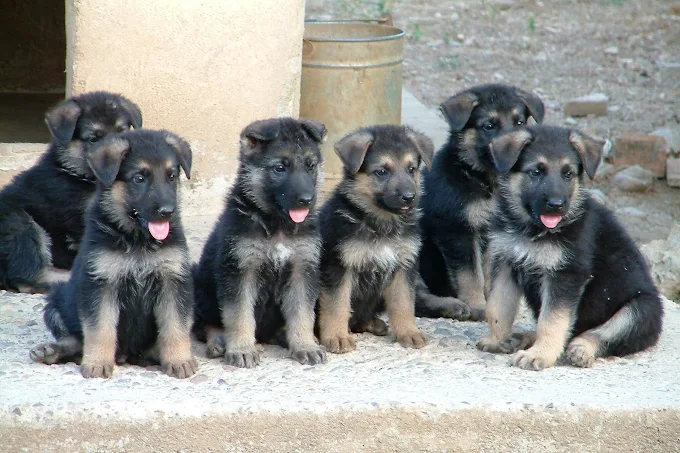 Grupo de cachorros sentados juntos