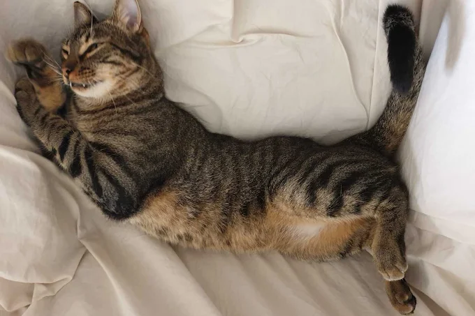 Gato atigrado descansando sobre una cama